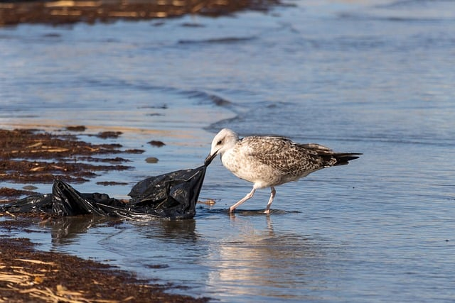 seagull-8318516_640